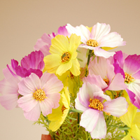 �R�X���X�~�b�N�X�|�b�g