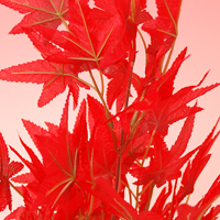 �L���[�g���b�v�g�t�|�b�g�i�ԁj