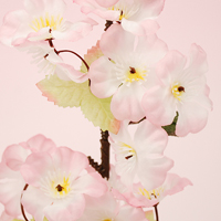 ���n�C�|�b�g