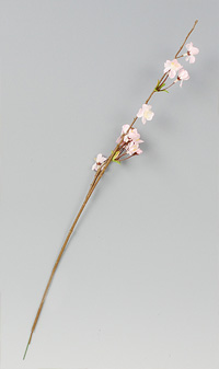 ���X�v���[