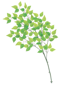 �O���[�����[�t��}