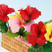 �~�j�����K�|�b�g�n�C�r�X�J�X