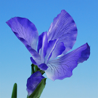 ���ԁE�V���N�t�����[�@����߁i���j