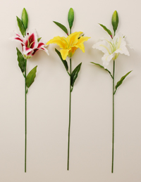 �J�T�u�����J