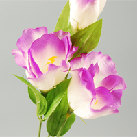 �g���R�L�L���E