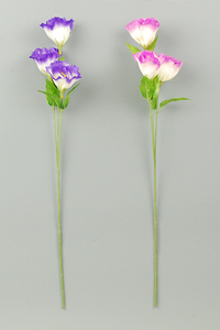 �g���R�L�L���E