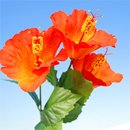 �n�C�r�X�J�X�i�I�����W�j