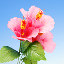 �n�C�r�X�J�X�i�s���N�j