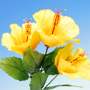 �n�C�r�X�J�X�i���F�j