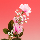 �J�X�~���t�����[�Y