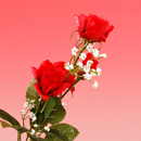 �J�X�~���t�����[�Y