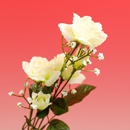 �J�X�~���t�����[�Y