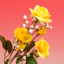 �J�X�~���t�����[�Y