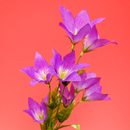 �L�L���E�i���j