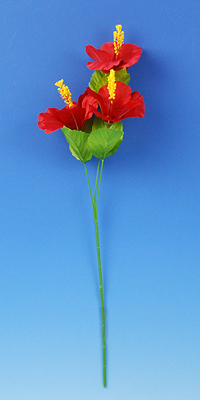 �T�e���n�C�r�X�J�X