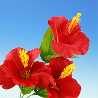 �T�e���n�C�r�X�J�X