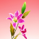 �^�C�K�[�����[�i�G���W�j