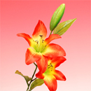 �^�C�K�[�����[�i�I�����W�j