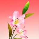 �^�C�K�[�����[�i�s���N�j