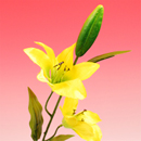 �^�C�K�[�����[�i���F�j