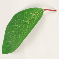 �z���Y���t