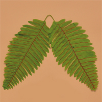 �z�E���W���i��j